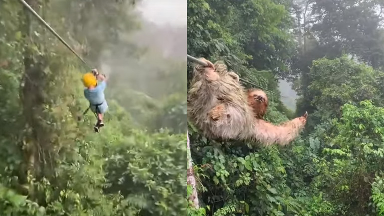 Συνάντηση με βραδύπους σε τροχαλία