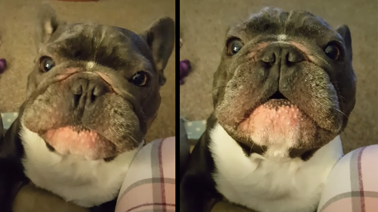 Σκύλος μιμείται ένα αγωνιστικό αυτοκίνητo