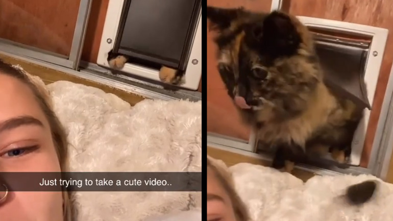 Μια γάτα φέρνει ένα μικρό δώρο στην ιδιοκτήτριά της