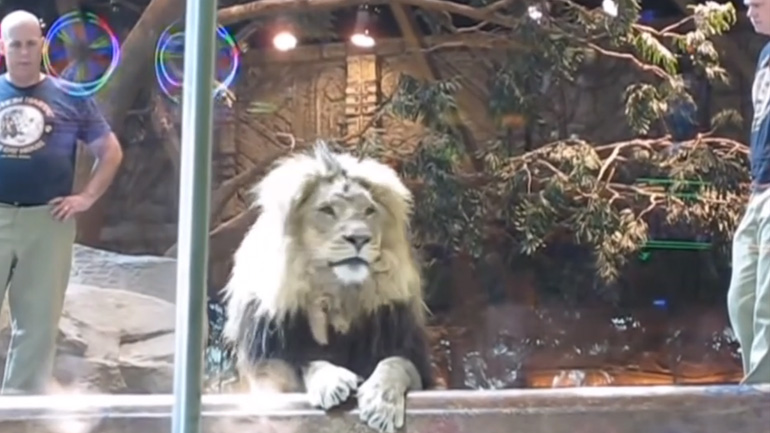 Λέαινα επεμβαίνει για να σώσει έναν εκπαιδευτή που δέχτηκε επίθεση από λιοντάρι