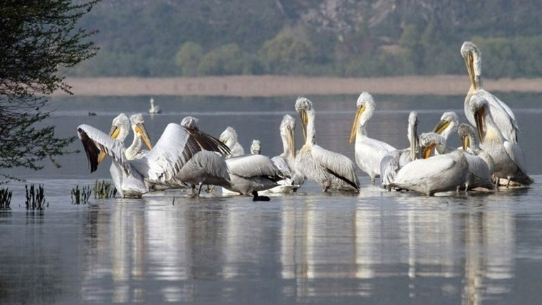 Γρίπη των πτηνών: Συνεχίζεται η περισυλλογή των νεκρών αργυροπελεκάνων στις λίμνες της Δυτικής Μακεδονίας