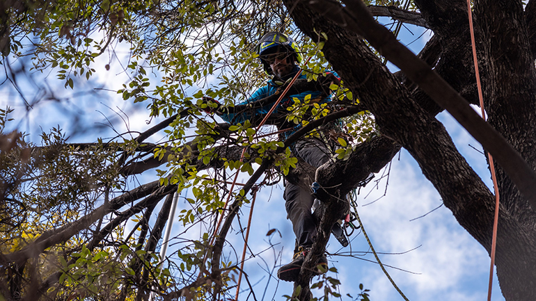 Ο πλούτος των δέντρων του Εθνικού Κήπου λάμπει ξανά