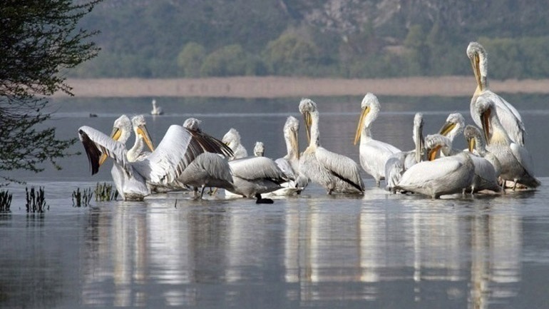 Σε επιφυλακή οι πτηνοτρόφοι, λόγω αύξησης της «γρίπης των πτηνών» σε άγρια πουλιά