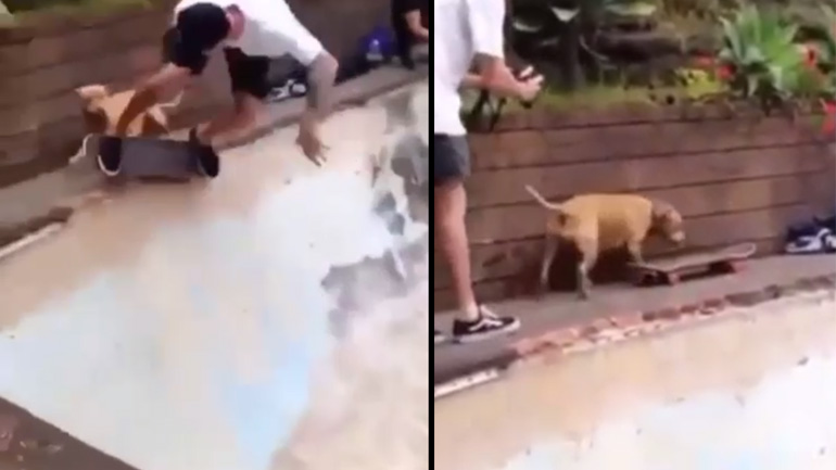 Ο σκύλος δεν γουστάρει το σκέιτμπορντ