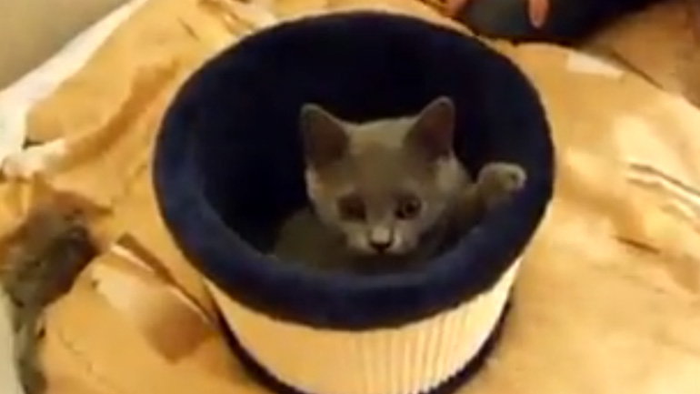 Η γάτα εκνευρίζεται όταν κάποιος την φυσάει