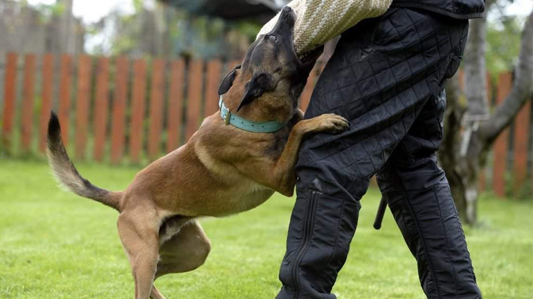 Παγκόσμιο Πρωτάθλημα Βελγικών Ποιμενικών στο Καρπενήσι