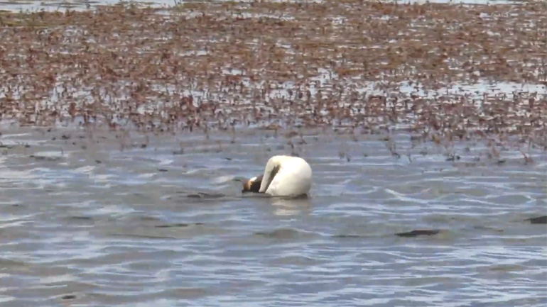 Ο χορός του ζευγαρώματος