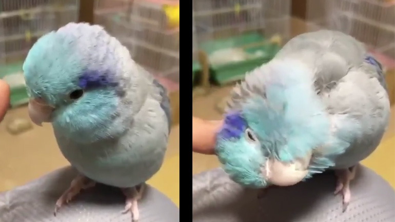 Έφυγε πετώντας!