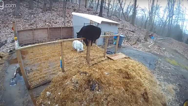 Αρκούδα εναντίον γουρουνιών