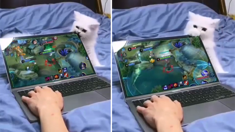 Όταν η γάτα καταστρέφει την οθόνη του λάπτοπ 