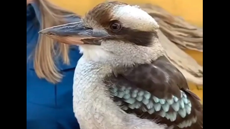 Το τραγούδι ενός κουκαμπούρα