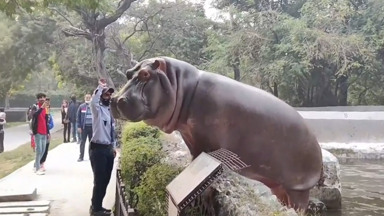 Ιπποπόταμος προσπαθεί να δραπετεύσει