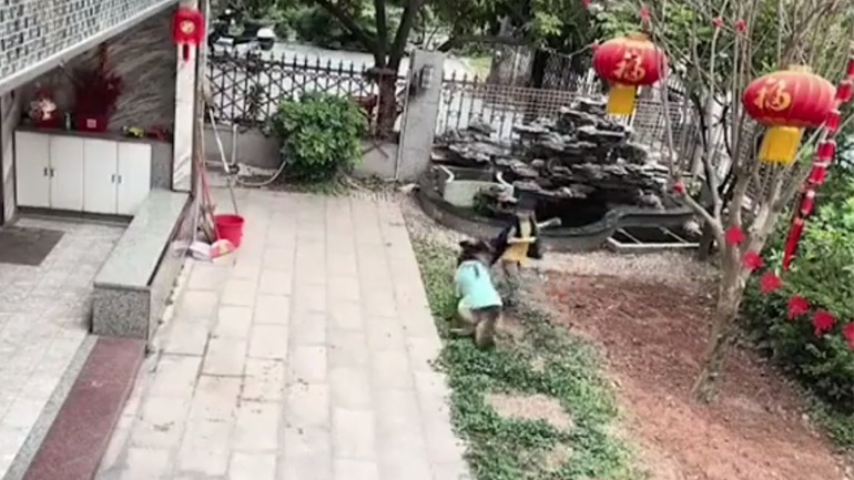 Σκύλος babysitter ψαρεύει τη μπάλα που έριξαν τα παιδιά στη λίμνη