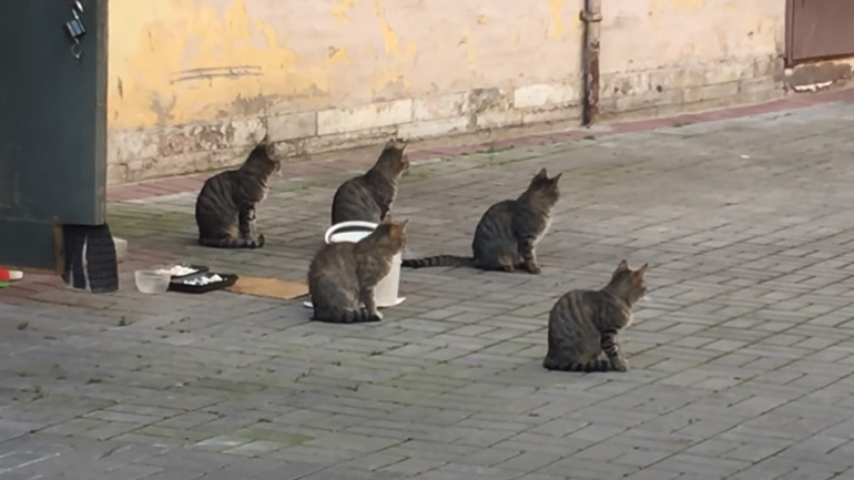 Γάτες σε συγχρονισμό