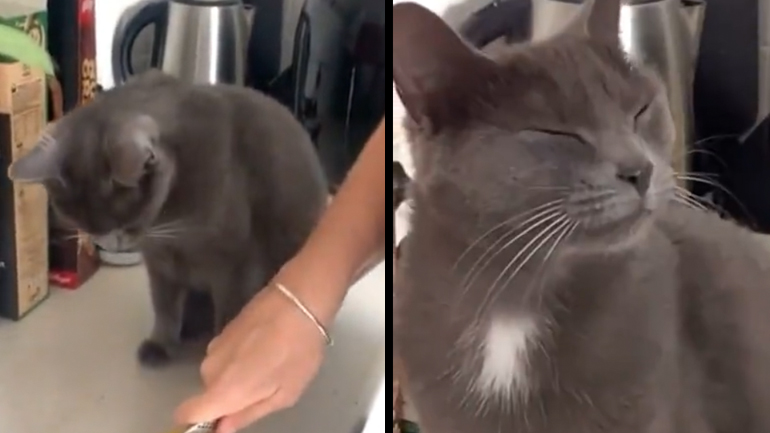 Γάτα vs κρεμμύδια