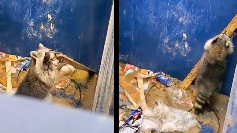 Έξυπνο ρακούν βγαίνει από ένα κάδο