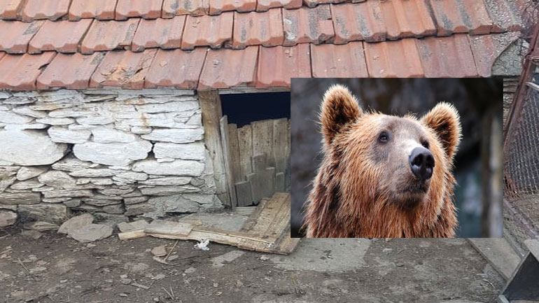 Κλεισούρα: Αρκούδα μπήκε σε αυλή σπιτιού, έσπασε κοτέτσι και κατασπάραξε όλα τα κοτόπουλα