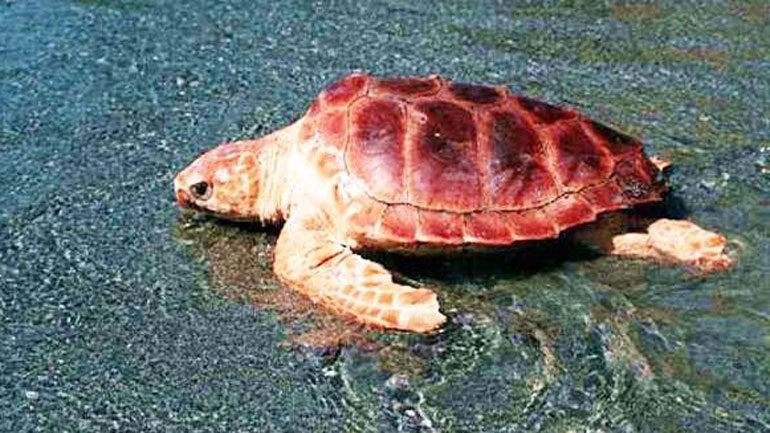 Θεσσαλονίκη: Νεκρή πρασινοχελώνα στη νέα παραλία
