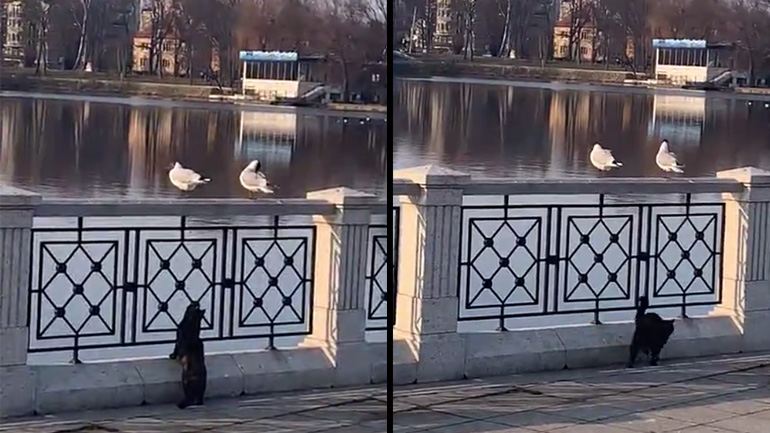 Γλάρος εναντίον γάτας