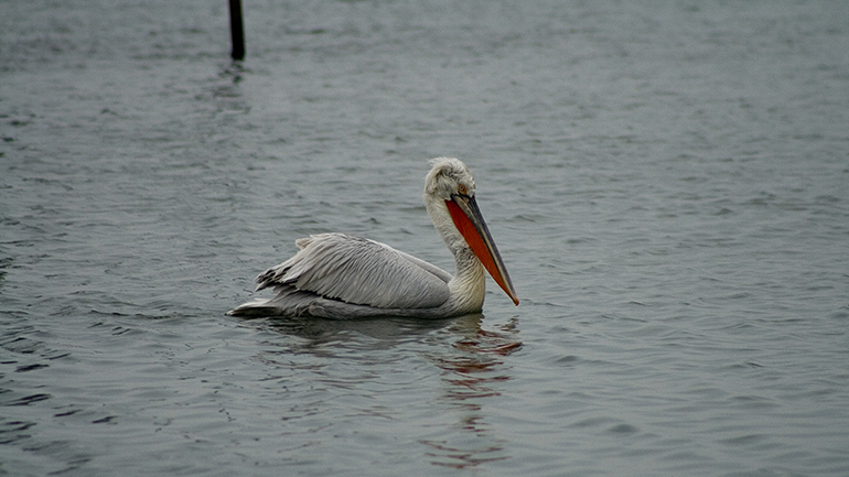 Σε ύφεση η γρίπη των πτηνών στην άγρια ορνιθοπανίδα της Μικρής Πρέσπας