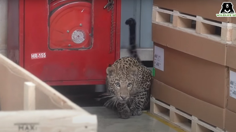 Λεοπάρδαλη εισέβαλε σε εργοστάσιο της Mercedes και διεκόπη η παραγωγή