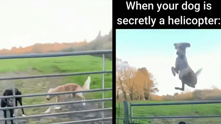 Ο σκύλος ελικόπτερο