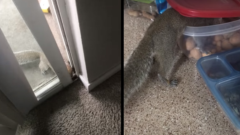 Σκίουρος κλέβει σνακ από το τραπέζι της κουζίνας