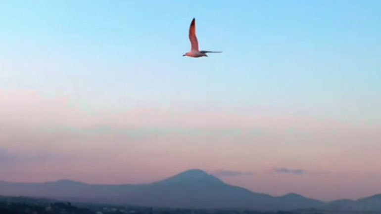 Το ταξίδι ενός μοναχικού γλάρου στο μαγευτικό Δήλεσι