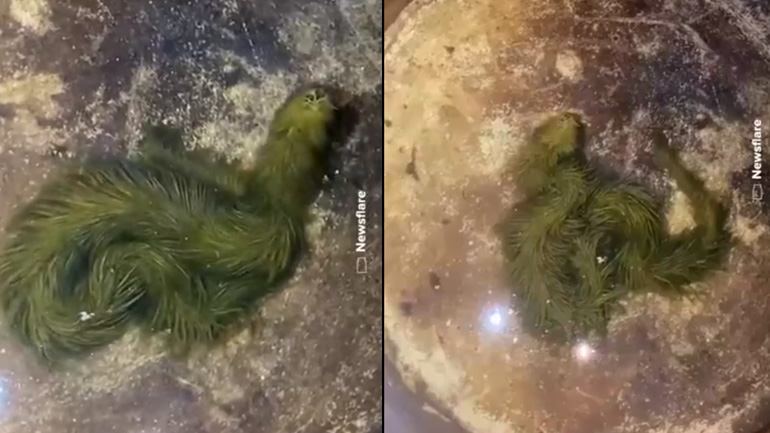 «Γούνινο» φίδι