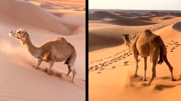 Καμήλα ανεβαίνει έναν αμμόλοφο