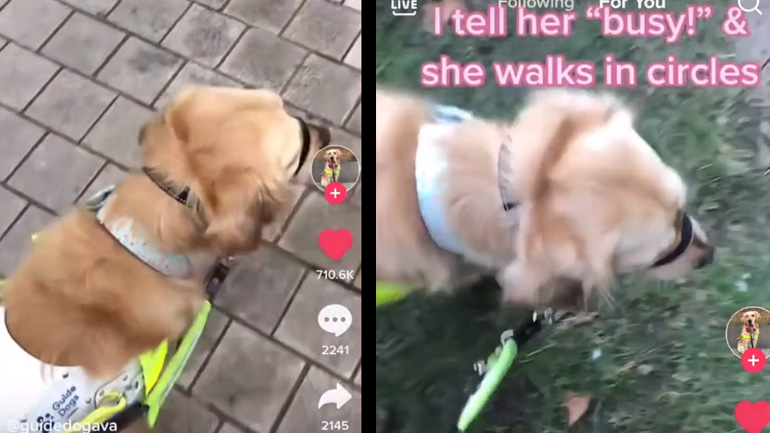 Σκύλος-οδηγός προειδοποιεί την ιδιοκτήτριά του όταν θέλει να κάνει την ανάγκη του