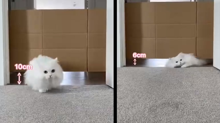 Γάτα σε επικίνδυνες αποστολές