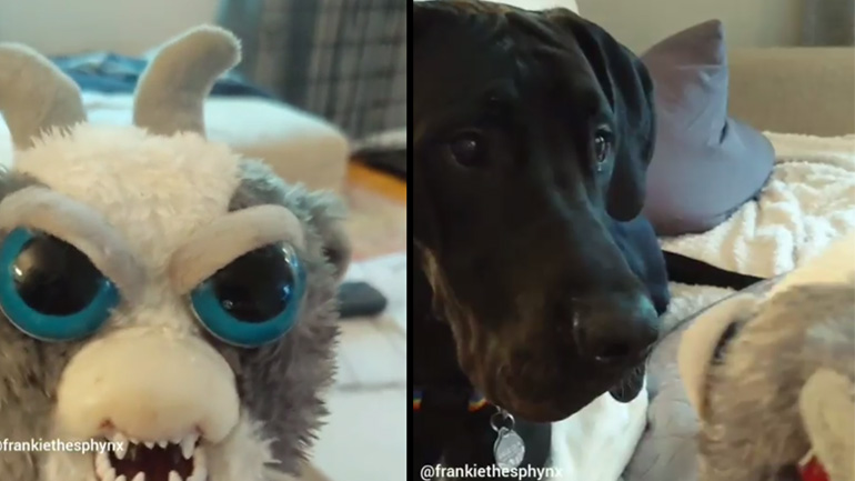 Σκύλος vs τρομακτικό κουκλάκι