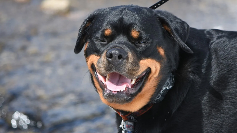 Καταδίκη για επίθεση σκύλων σε δύο γυναίκες