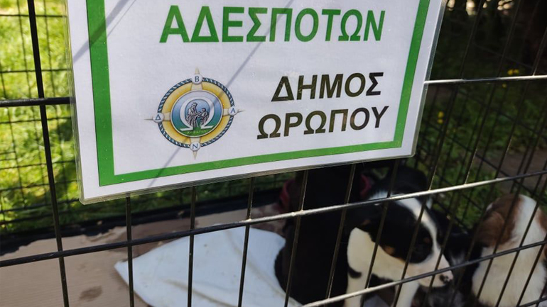 Tα αδεσποτάκια του Δήμου Ωρωπού στη γιορτή υιοθεσίας στην Άνοιξη