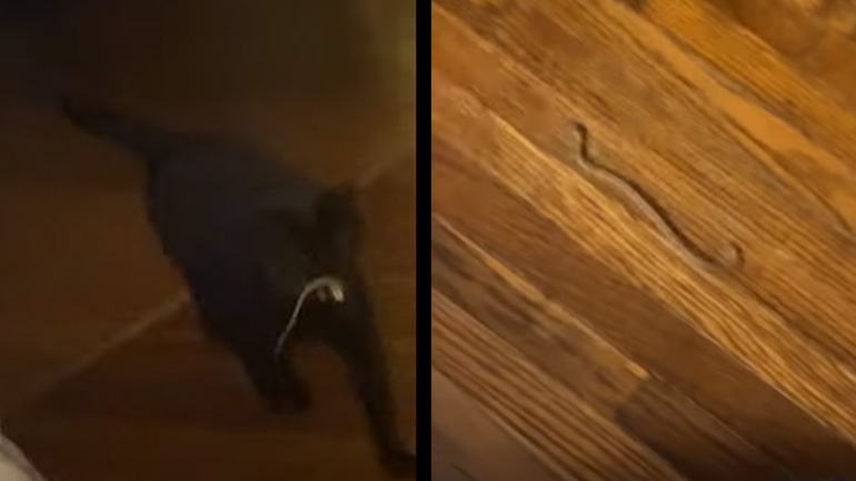 H γάτα φέρνει ένα δώρο στον ιδιοκτήτη της