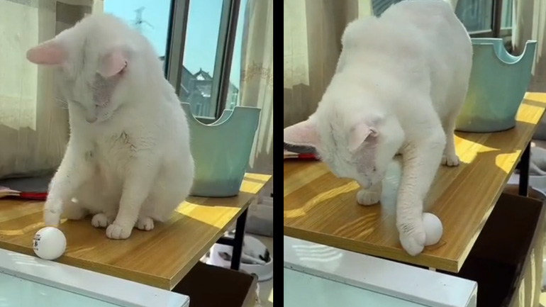 Η γάτα και το μπαλάκι