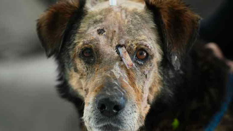 Συγκίνηση στα social media για τον σκύλο που κακοποιήθηκε από Ρώσους στρατιώτες