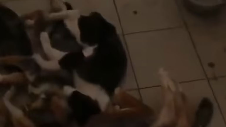 Ουκρανία: Περισσότερα από 300 σκυλιά πέθαναν από την πείνα σε καταφύγιο της Μποροντιάνκα – ΠΡΟΣΟΧΗ: Σκληρές εικόνες