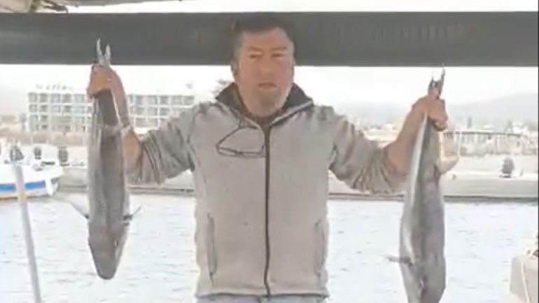 Ηράκλειο: Τεράστιοι λαγοκέφαλοι έφτασαν στις παραλίες!