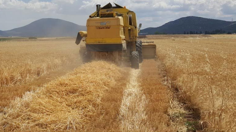FAO: Οριακή αύξηση παραγωγής σιτηρών στον πλανήτη
