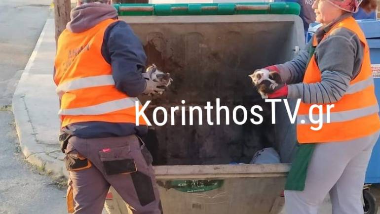 Πέταξαν 5 νεογέννητα γατάκια σε κάδο σκουπιδιών στο Κιάτο