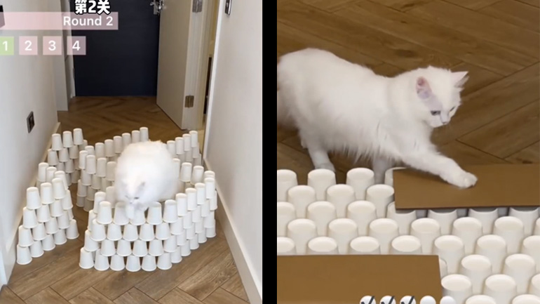 Γάτα εναντίον εμποδίων