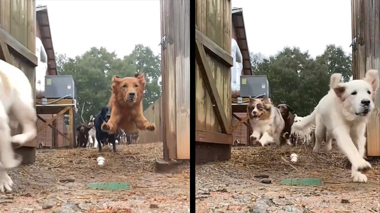Ένας άντρας ανοίγει μια πύλη σε μια αγέλη σκύλων