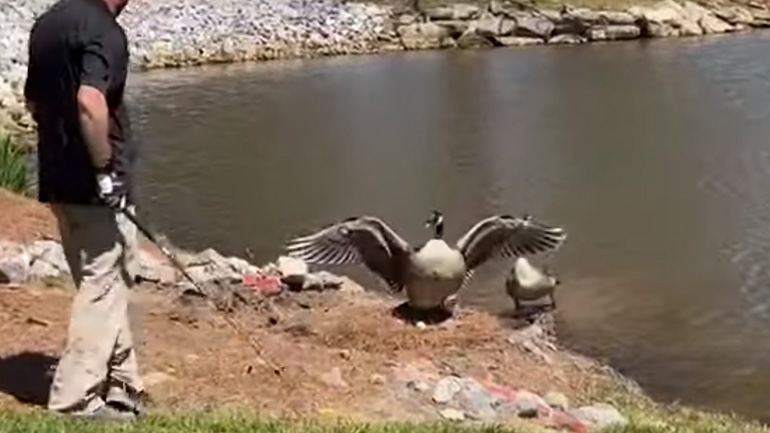 H μπάλα του γκολφ έπεσε στη φωλιά μιας χήνας