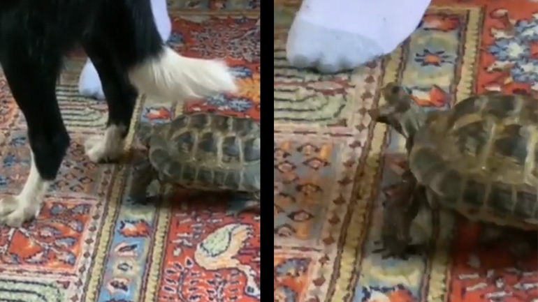 Σκύλος εναντίον χελώνας