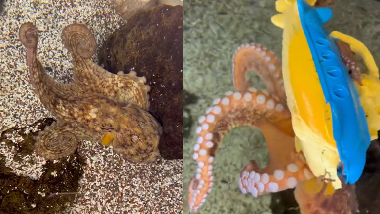 Χταπόδι επιτίθεται σε ένα υποβρύχιο