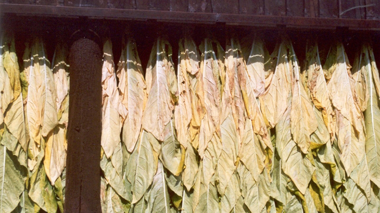 Θεσσαλονίκη: Δύο συλλήψεις για παράνομο εργαστήριο παραγωγής καπνού Θεσσαλονίκη: Δύο συλλήψεις για παράνομο εργαστήριο παραγωγής καπνού