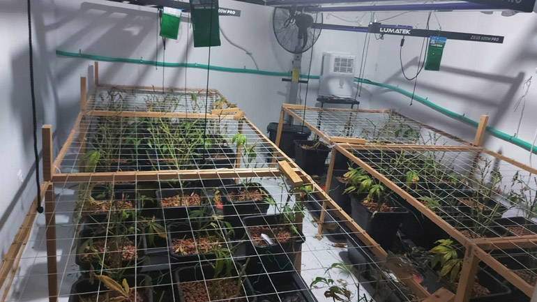 Εντοπίστηκε εργαστήριο – φυτώριο καλλιέργειας δενδρυλλίων κάνναβης  στους Αγίους Αναργύρους – Συνελήφθη 38χρονος