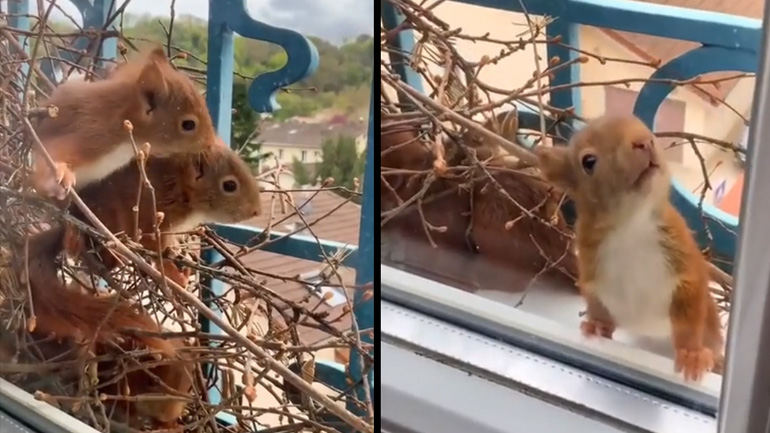 Σκίουρος φτιάχνει φωλιά στο περβάζι ενός παραθύρου 